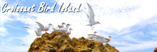 水納島の野鳥たち