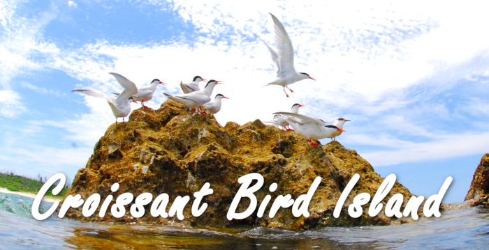 bird island
