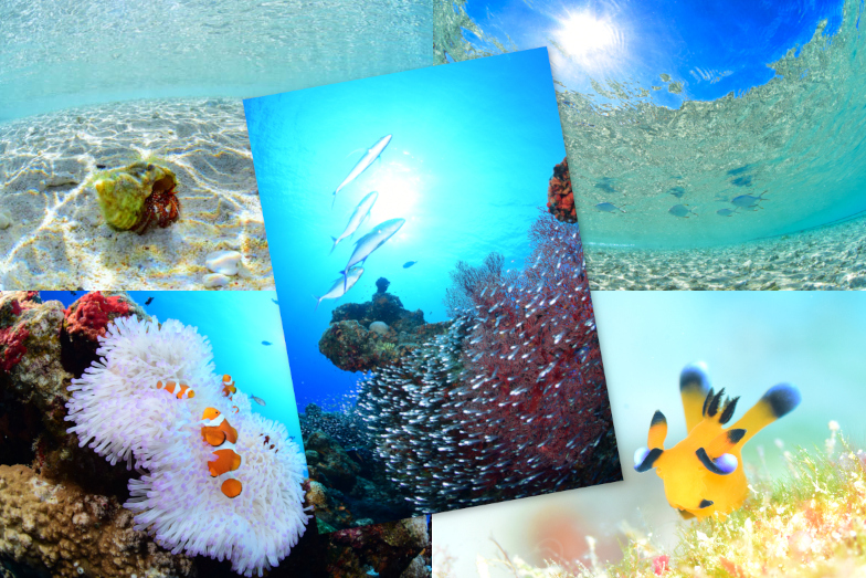 新シリーズ５枚セット