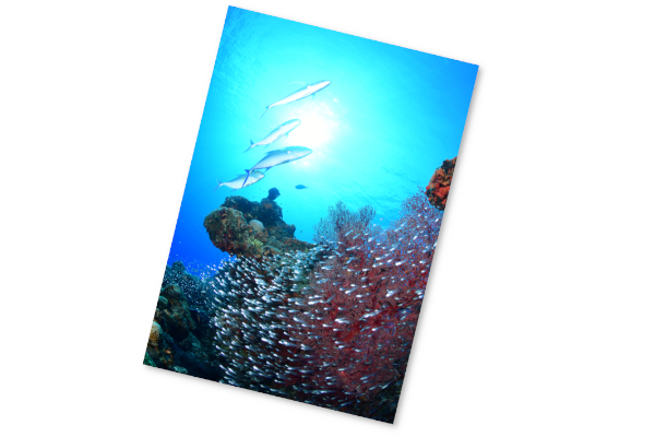 サンシャインジャック