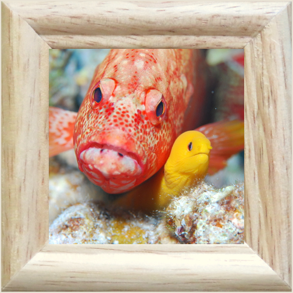 ウツボとハタ