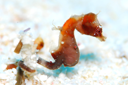Hippocampus severnsi
