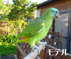 アオボウシインコの写真